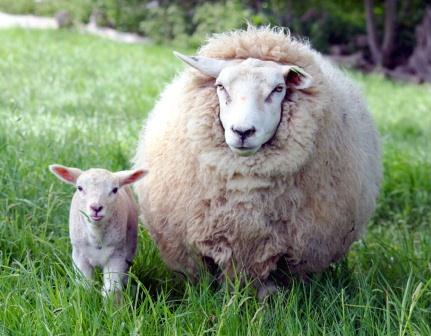 Купить подушки из овечьей шерсти в Ижевске